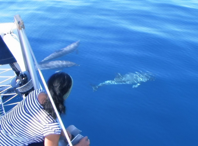 Observacion de delfines